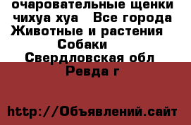 очаровательные щенки чихуа-хуа - Все города Животные и растения » Собаки   . Свердловская обл.,Ревда г.